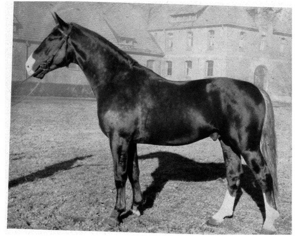 stallion Angola II (Hanoverian, 1943, from Almhueter I)