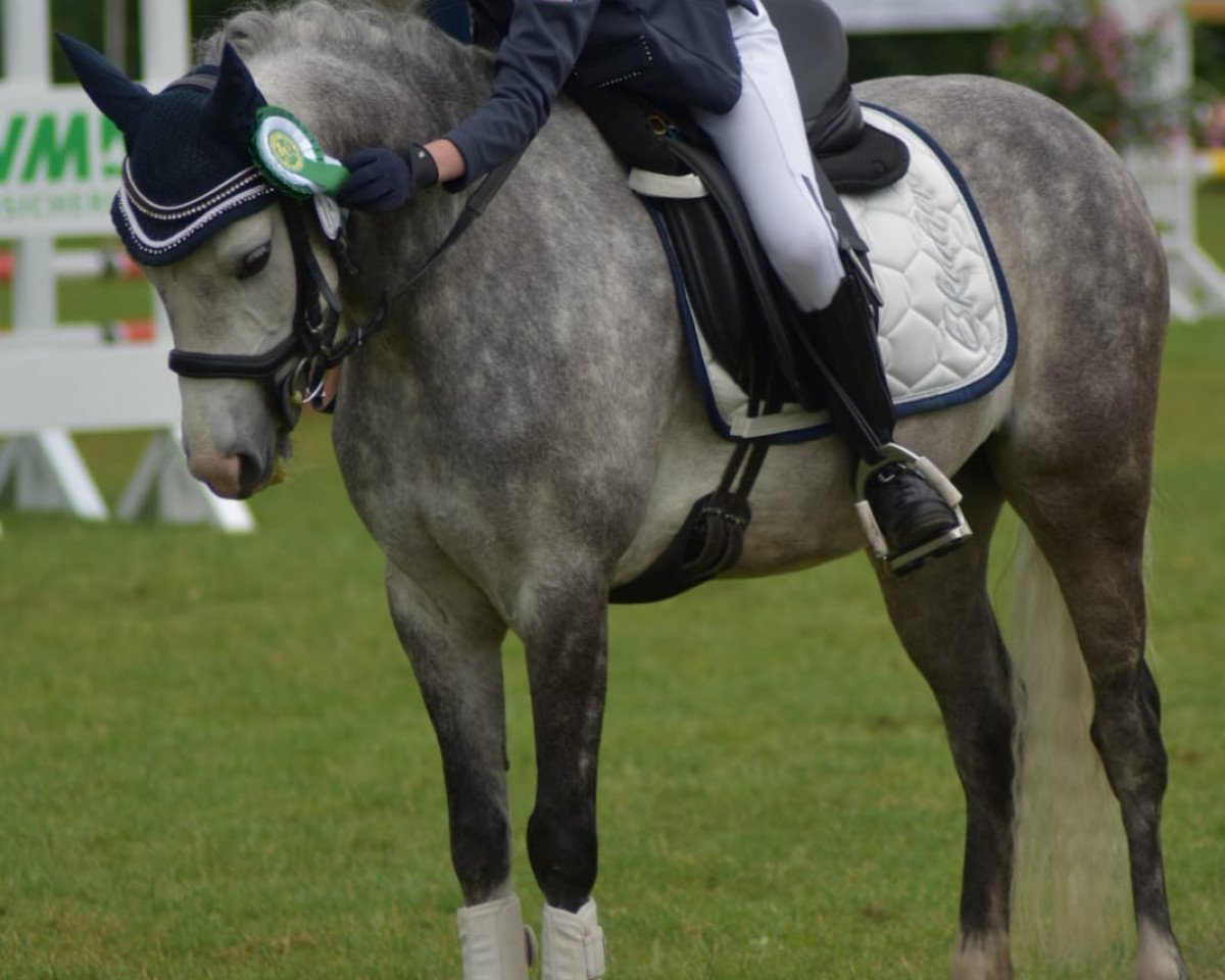 broodmare Renesmee 16 (German Riding Pony, 2013, from Mahrdorf Tango)