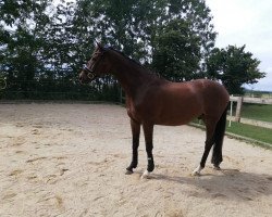 dressage horse Lloyd (Hanoverian, 2006, from Londonderry)