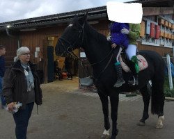 horse Sacre Claire (Westfale, 2007, from Sacre Coeur)