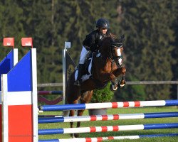 broodmare Fantagiroh vom Matthof (Welsh-Pony (Section B), 2010, from Sydney)