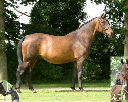 broodmare Romina (Hanoverian, 1999, from Rohdiamant)