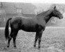 stallion Goslar (Hanoverian, 1933, from Golfsport II)
