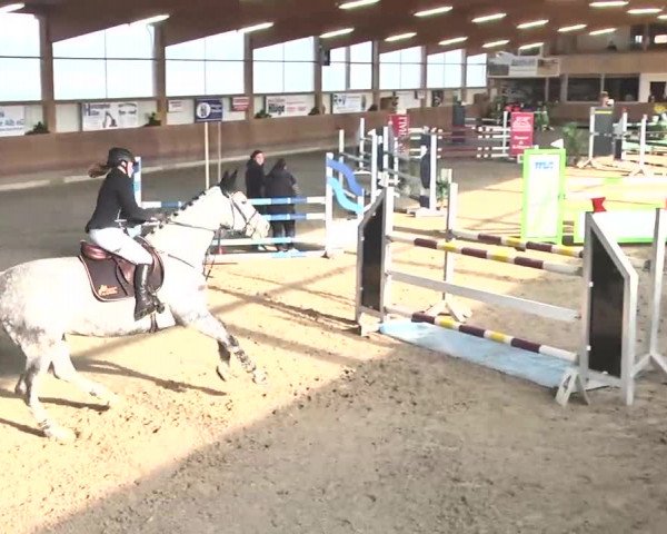 Reitturnier Dettingen 2016