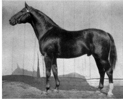 stallion Golfsport II (Hanoverian, 1927, from Goldammer II 1185)