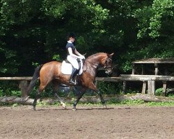 broodmare Lady LaLuna (Oldenburg, 2010, from L'espoir)