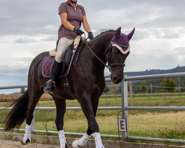 broodmare Diarada Zfk CH (Swiss Warmblood, 2013, from Diarado)