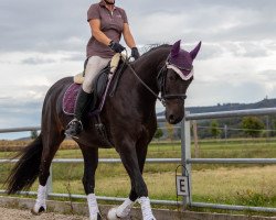 Zuchtstute Diarada Zfk CH (Schweizer Warmblut, 2013, von Diarado)