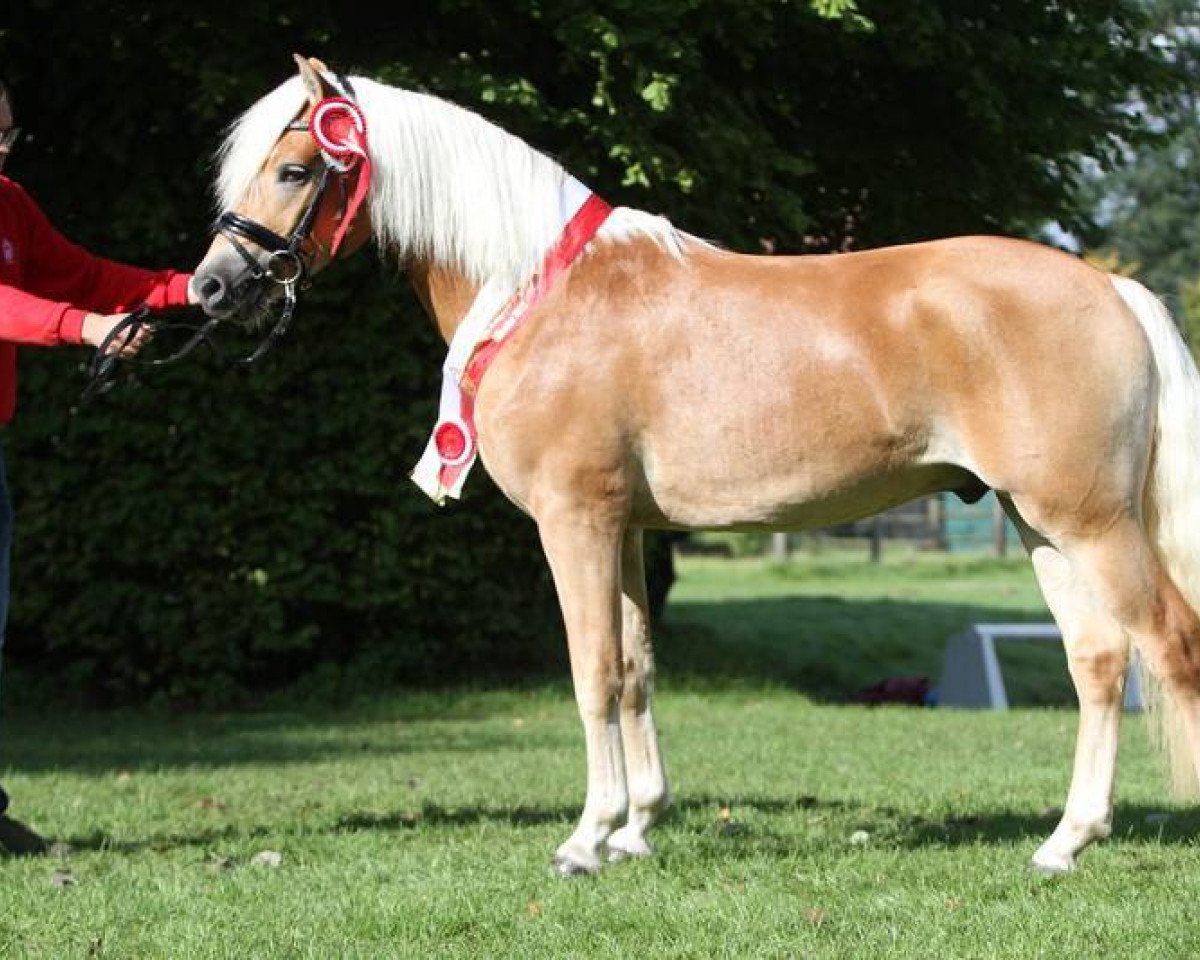 stallion Winterball (Haflinger, 2015, from Wintersturm)