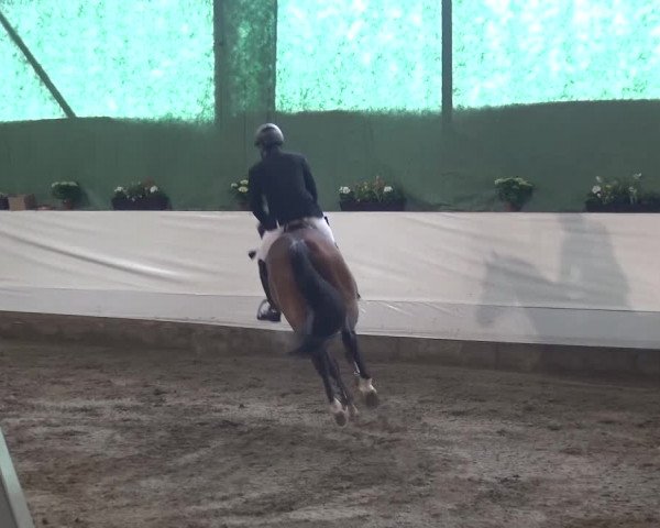 Reitturnier Lindlar-Süttenbach 2016
