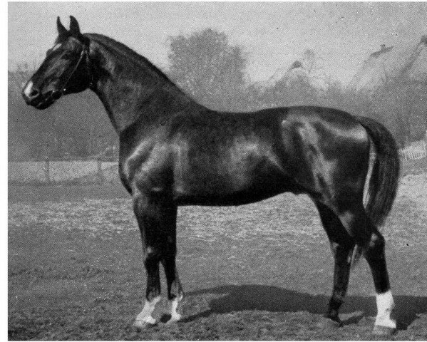 stallion Dohna II (Hanoverian, 1940, from Detektiv)