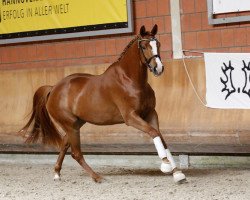 broodmare Hanabi (Trakehner, 2014, from Grimani)