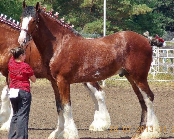 Deckhengst Boltonia Phoenix Zeus (Clydesdale, 2011, von S B H Phoenix)