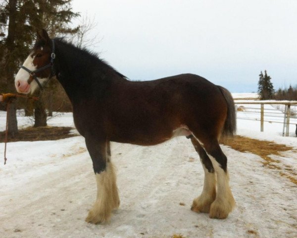 broodmare Maplewood Kit's Kelly (Clydesdale, 2003, from Cristal's Moses)