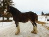 Zuchtstute Maplewood Kit's Kelly (Clydesdale, 2003, von Cristal's Moses)