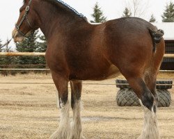 Zuchtstute Willow Way Juno (Clydesdale, 2009, von Gregglea Maximum Sensation)