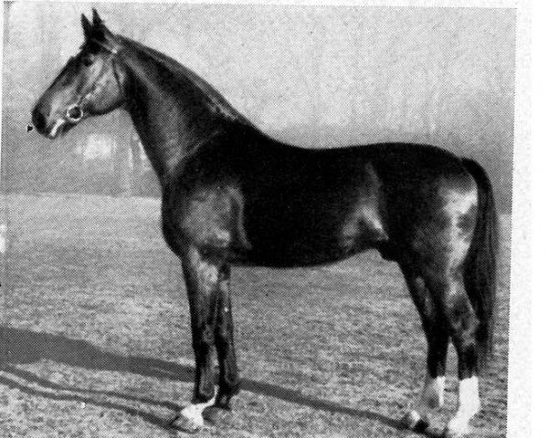 stallion Dolling (Hanoverian, 1938, from Dolman)