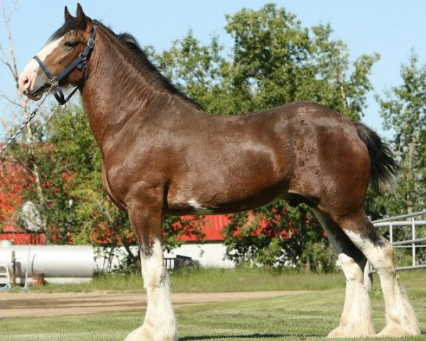 Deckhengst Deighton Zoom (Clydesdale, 2008, von Broomhedge Pride)