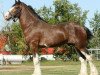 Deckhengst Deighton Zoom (Clydesdale, 2008, von Broomhedge Pride)