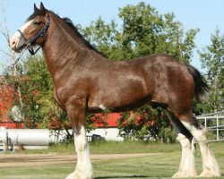 Deckhengst Deighton Zoom (Clydesdale, 2008, von Broomhedge Pride)