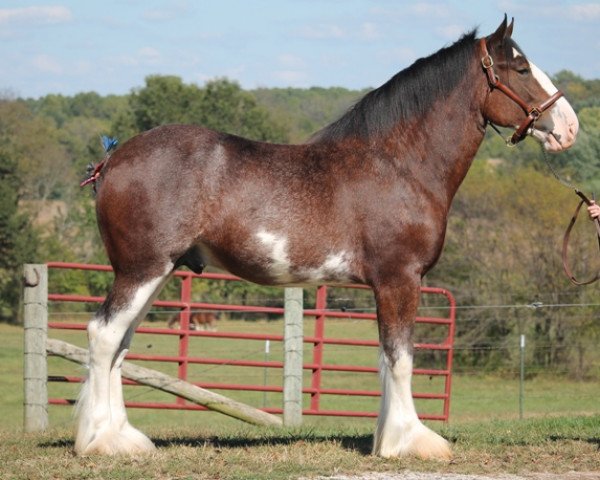 stallion Anderson's Admiral (Clydesdale, 2015, from Cawood Commodore)