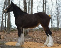 Zuchtstute Boisvert Valiant Chloe (Clydesdale, 2014, von Heart Mt. Valiant)