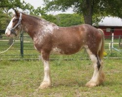 Zuchtstute Bohl's Georgia Peach (Clydesdale, 2012, von Willow Way Beau)