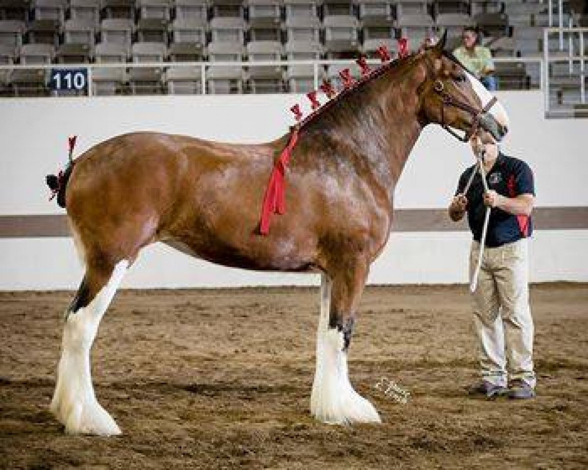 Zuchtstute Bodacious Sensation (Clydesdale, 2014, von Willow Way Jewel's Gerard)