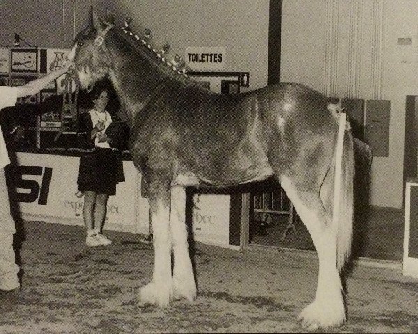 Deckhengst Ogdensburg Ed (Clydesdale, 1995, von Ogdensburg Clancy)