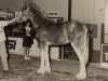 stallion Ogdensburg Ed (Clydesdale, 1995, from Ogdensburg Clancy)