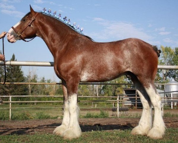 stallion Willow Way Jewel's Gerard (Clydesdale, 2006, from Willow Way Altima)