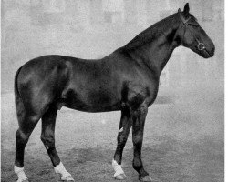 stallion Almenrausch I (Hanoverian, 1914, from Altheo)