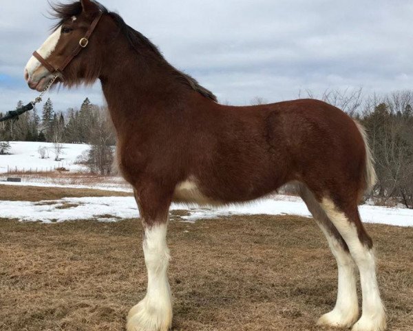 Zuchtstute Bodacious Lucchese (Clydesdale, 2016, von Willow Way Jewel's Gerard)