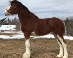 broodmare Bodacious Lucchese (Clydesdale, 2016, from Willow Way Jewel's Gerard)