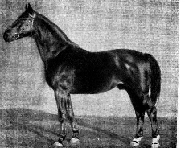 stallion Alparis (Mecklenburg, 1925, from Ahrimann)