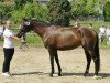 horse Tacoma Bay xx (Thoroughbred, 2004, from Surako xx)