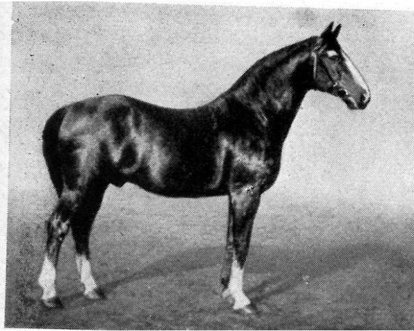 stallion Altmann I (Hanoverian, 1921, from Alderman I)