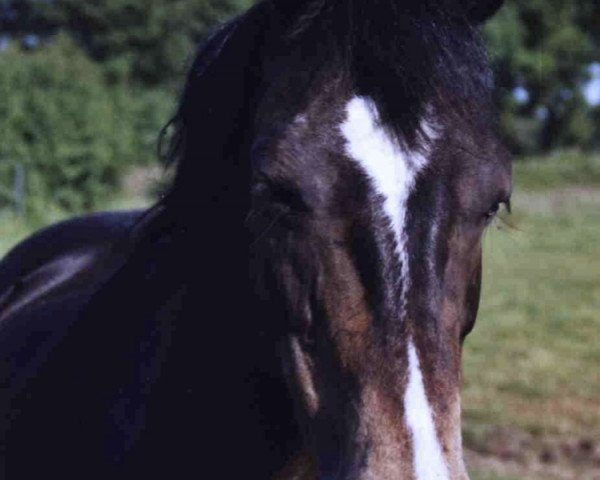 Zuchtstute Moorlands Mara (New-Forest-Pony, 1990, von Nordlicht)