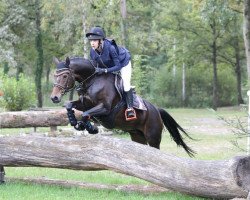 broodmare Vera S (German Riding Pony, 2009, from Voyager 2)