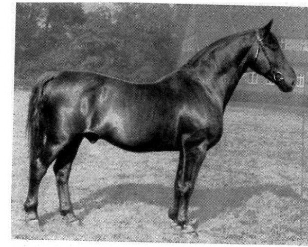 stallion Alstergold (Hanoverian, 1920, from Alderman I)