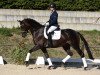 Dressurpferd Armani 308 (Trakehner, 2014, von E.H. Millennium)