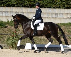 dressage horse Armani 308 (Trakehner, 2014, from E.H. Millennium)