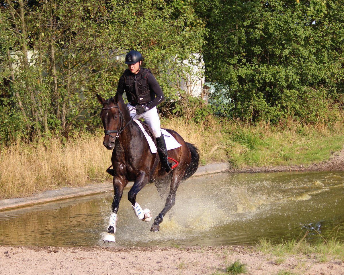 eventing horse Karlo 53 (Trakehner, 2013, from Icare d'Olympe AA)