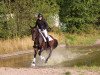 eventing horse Karlo 53 (Trakehner, 2013, from Icare d'Olympe AA)