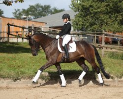 dressage horse Laurentin (Trakehner, 2016, from Schwarzgold)