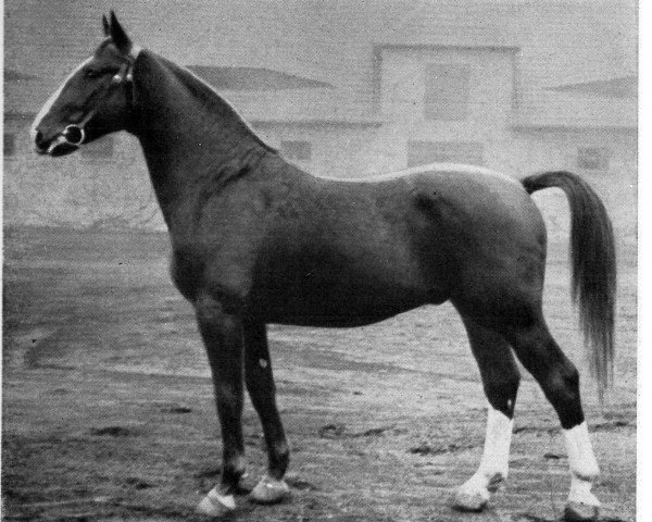 stallion Artald (Hanoverian, 1945, from Ast)