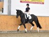 Zuchtstute Baila's Bently (Trakehner, 2014, von All Inclusive)