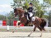 dressage horse Ceasar 13 (KWPN (Royal Dutch Sporthorse), 2007, from Unieko)