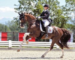 dressage horse Ceasar 13 (KWPN (Royal Dutch Sporthorse), 2007, from Unieko)