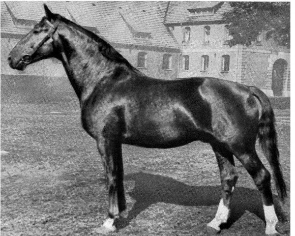 stallion Aktionär I (Hanoverian, 1944, from Abendsport 3109)